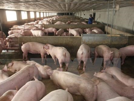 Cảnh báo 16 mẫu thực phẩm kiểm tra dương tính với chất cấm