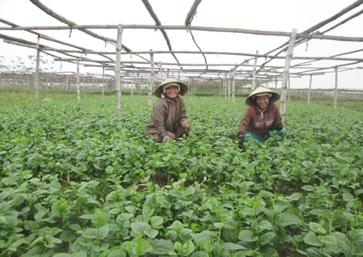 Rau sạch khó bán