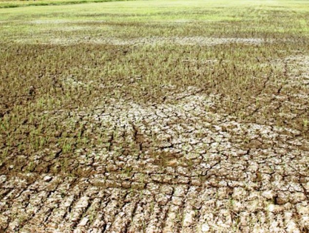 Nhiều giải pháp ứng phó với hạn, xâm nhập mặn