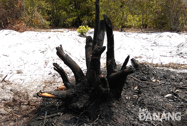 Rừng Trung Sơn bị tàn phá
