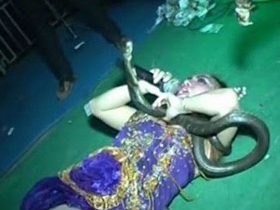 Ca sỹ bị rắn hổ mang cắn chết khi đang biểu diễn trên sân khấu