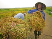 Sôi động thị trường xuất khẩu gạo