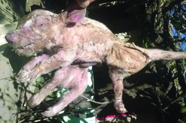 Lợn nhện 8 chân