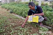 Tìm đầu ra cho rau an toàn Mua rau bằng niềm tin - Bài 1