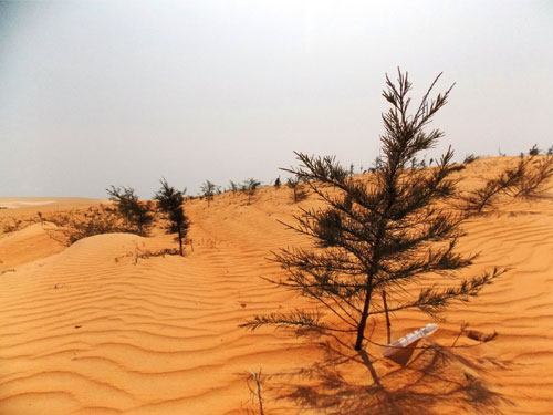 Cố định… cát bay