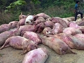 Hàng chục con lợn chết bệnh bị người dân tẩu tán
