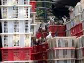 Hơn 4 000 con chim bồ câu siêu rẻ của Trung Quốc thẩm lậu vào Hà Nội
