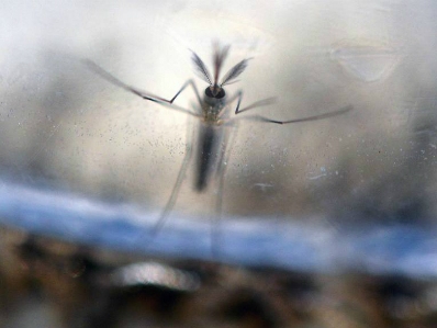 Hai người đầu tiên lây nhiễm virus Zika do quan hệ đồng tính