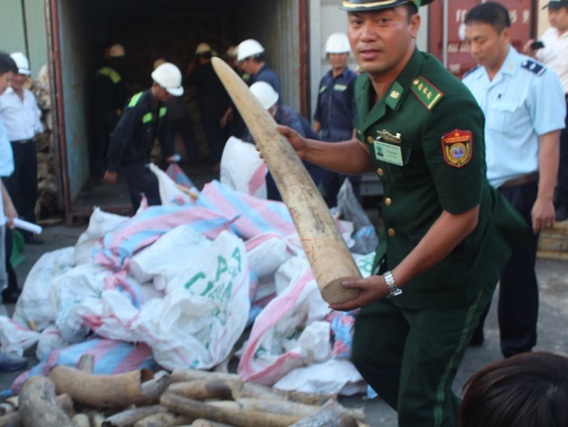 Đề xuất nghiền nát ngà voi, sừng tê giác lậu ở trung tâm Hà Nội