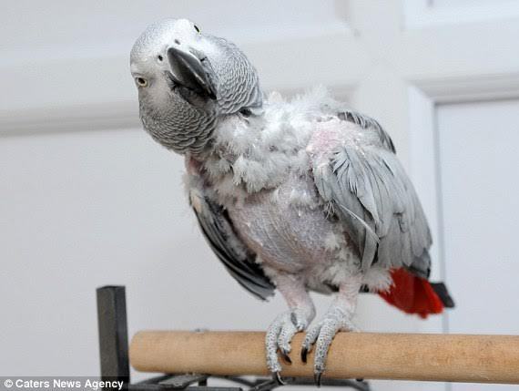 Siêu vẹt chạy khỏi nhà rồi tự gọi taxi để về