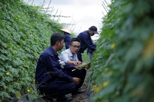  Một vườn rau củ được sản xuất theo tiêu chuẩn VietGap. Ảnh: M.T