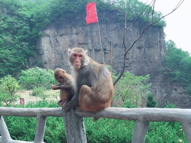 Doanh nhân nổi tiếng Trung Quốc tử vong vì vô tình bị khỉ ném đá