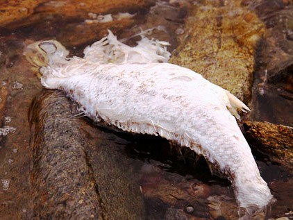 Hội nghề cá  Phải sớm trả lời biển đã an toàn chưa