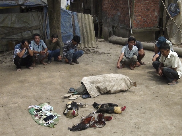 Triệt xóa tụ điểm đá gà mới nổi được 15 ngày