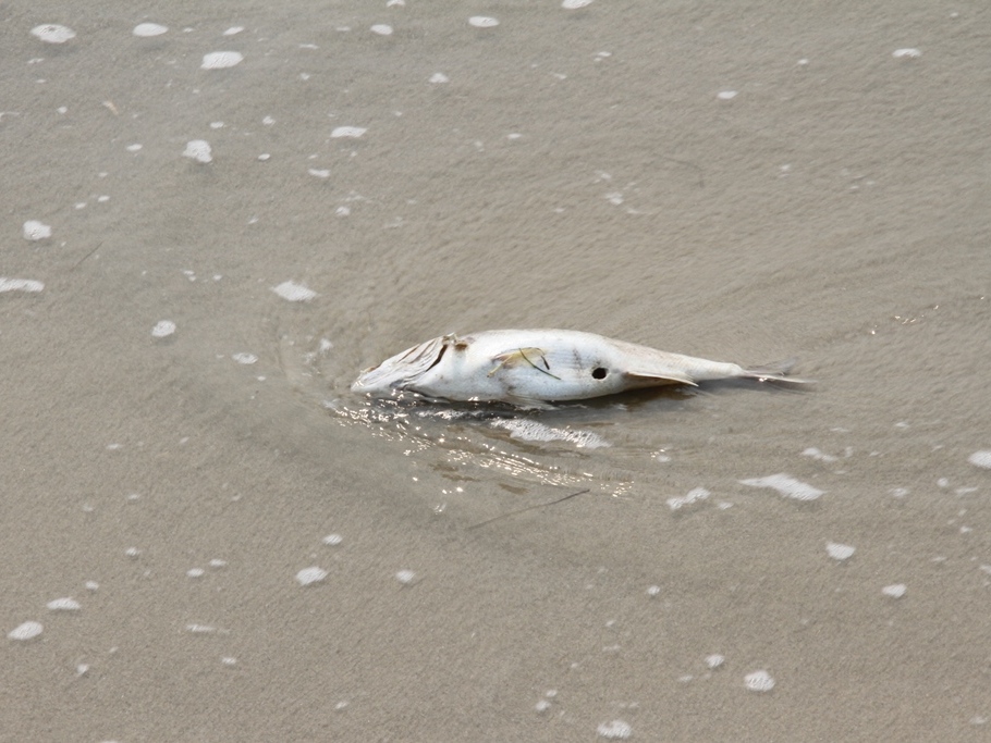 Cá chết dạt tới bờ biển Đà Nẵng