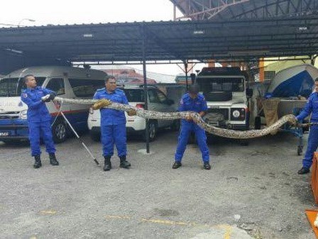 Phát hoảng với con trăn khổng lồ nặng hơn 100kg và 90 quả trứng