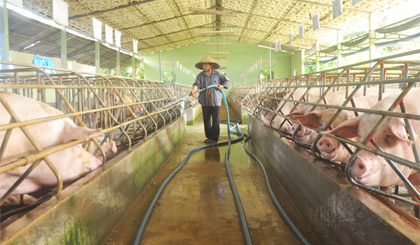 Giá heo tăng cao, người nuôi cần cẩn trọng