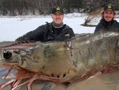 Bắt được tôm nặng hơn 145kg