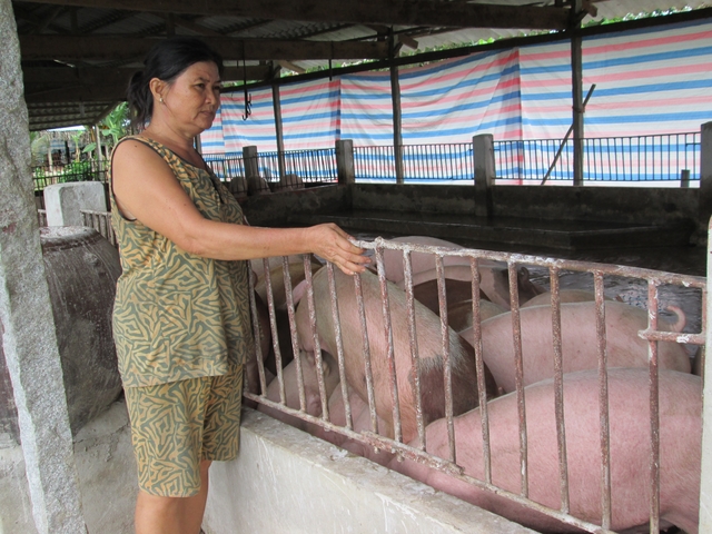 Nói không với chất cấm trong chăn nuôi