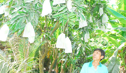 Túi bao trái trên xoài không gây độc, hại