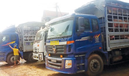 Thương lái Trung Quốc lật kèo , người nuôi lợn lao đao