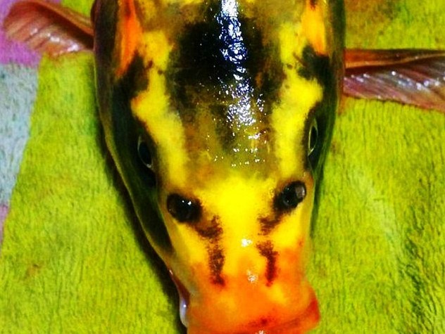 Kinh ngạc với sự xuất hiện của cá chép có khuôn mặt con người