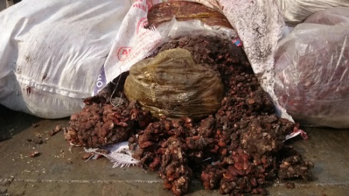 Tiêu hủy hơn 1 tấn me bẩn suýt đến tay người tiêu dùng từ chợ đầu mối