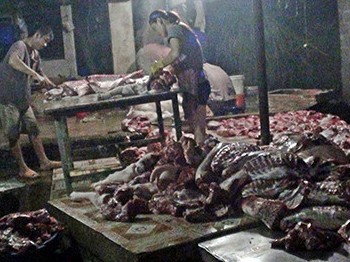 Phát hiện lò mổ heo sử dụng chất tạo nạc