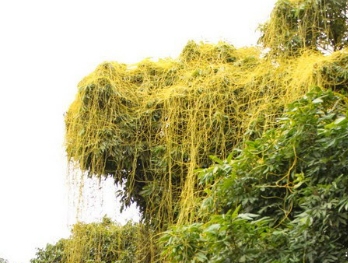 Công dụng chữa bệnh của dây tơ hồng