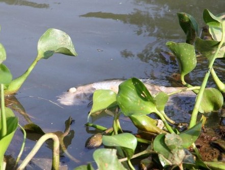 Thả hạt độc làm nổ mắt cá để đánh bắt