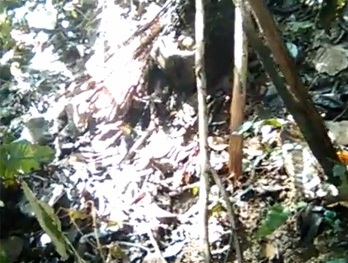 Xác nữ sinh lõa thể được phát hiện trong rừng