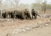 Đàn voi rừng mở rộng khu vực quậy phá ban ngày