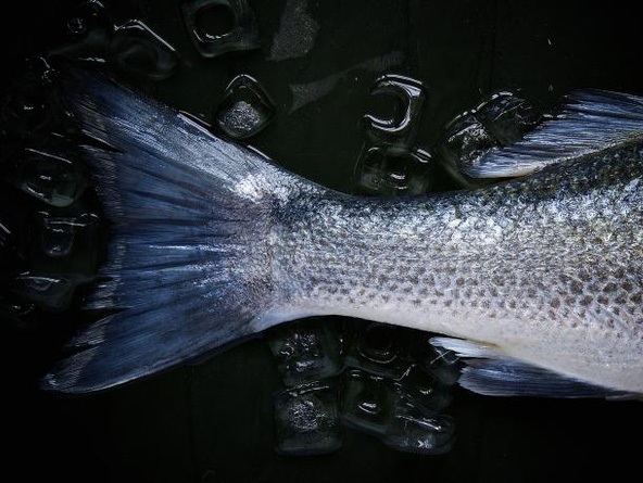 Ăn cá ô nhiễm, cơ thể mất khả năng đào thải độc tố