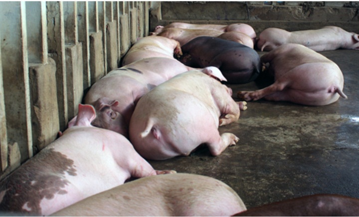 Heo VietGap nhiễm chất cấm gây khủng hoảng niềm tin người tiêu dùng