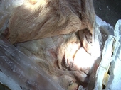 Bắt gần 700kg bì lợn nhập lậu bốc mùi hôi thối