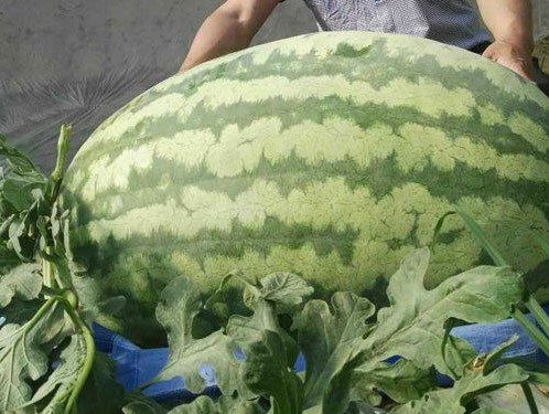 Ngỡ ngàng lạc vào cuộc thi dưa hấu chỉ dành cho người khổng lồ