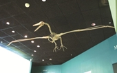 Tìm thấy hóa thạch chim khổng lồ 50 triệu tuổi