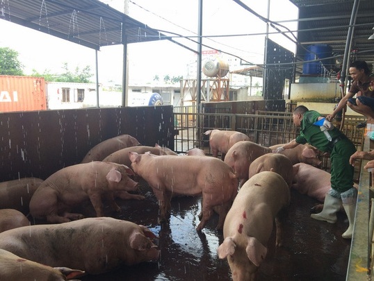 Liên tục phát hiện heo bơm nước, tiêm thuốc trước khi xẻ thịt