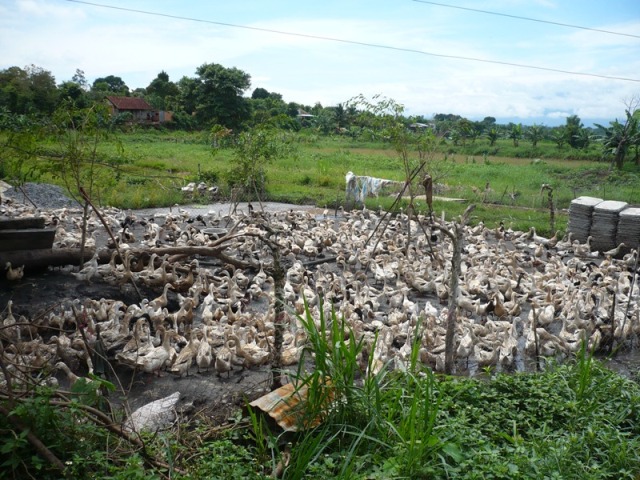 Bất lực kiểm soát kháng sinh trong chăn nuôi