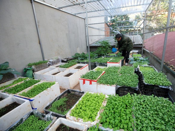 Biến nhà thành   bãi rác trồng rau sạch