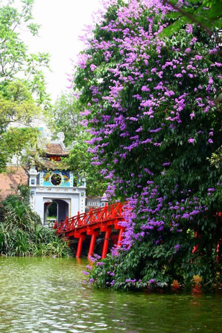 Hồn Hà Nội qua những mùa hoa