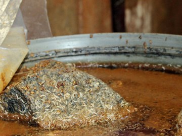 Phát hiện dòi lúc nhúc trong 2 cơ sở sản xuất dưa mắm