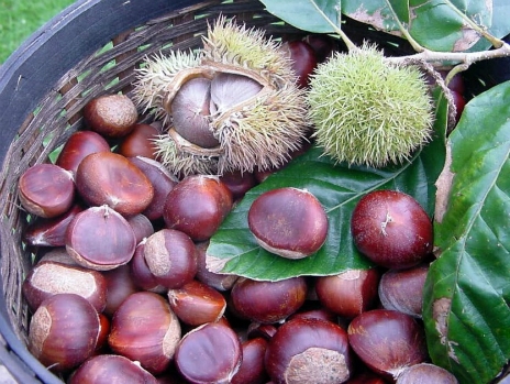 Bài thuốc từ hạt dẻ Cao Bằng