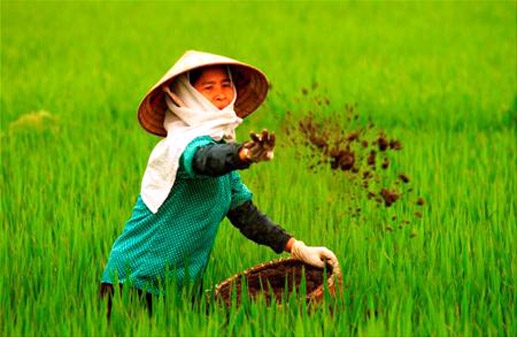 Nông dân kiệt quệ vì phân bón giả, kém chất lượng
