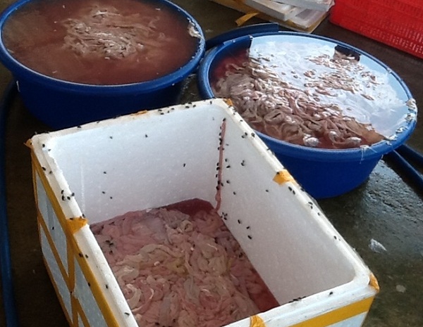 1,5 tấn lòng lợn thối kinh khủng chuẩn bị bán ra thị trường