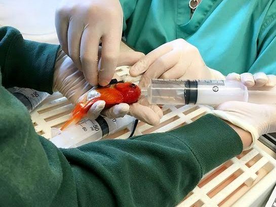 Phẫu thuật loại bỏ khối u cho cá vàng