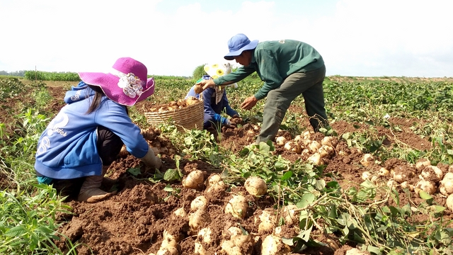 Giá củ sắn tăng mạnh