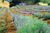 Đồi hoa lavender Đà Lạt gây sốt