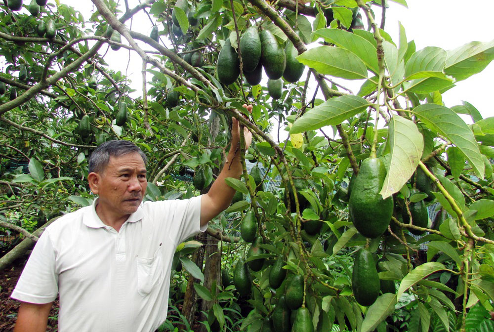 Hai mùa bơ sáp R Chai