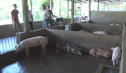 Phát hiện 2 cơ sở giết mổ lậu, 1 cơ sở bơm nước vào heo